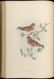 Erythrospiza incarnata = Bucanetes mongolicus [2]